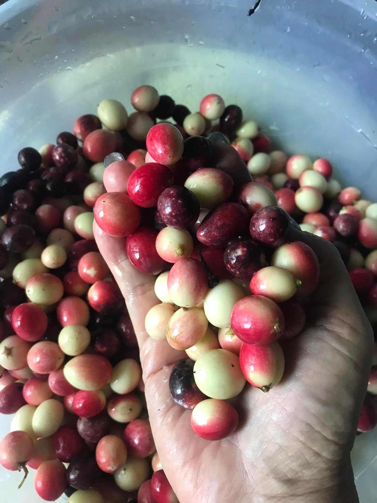 A hand holding freshly harvested fruit from the Magic Land — small round berries in shades of red, purple and cream