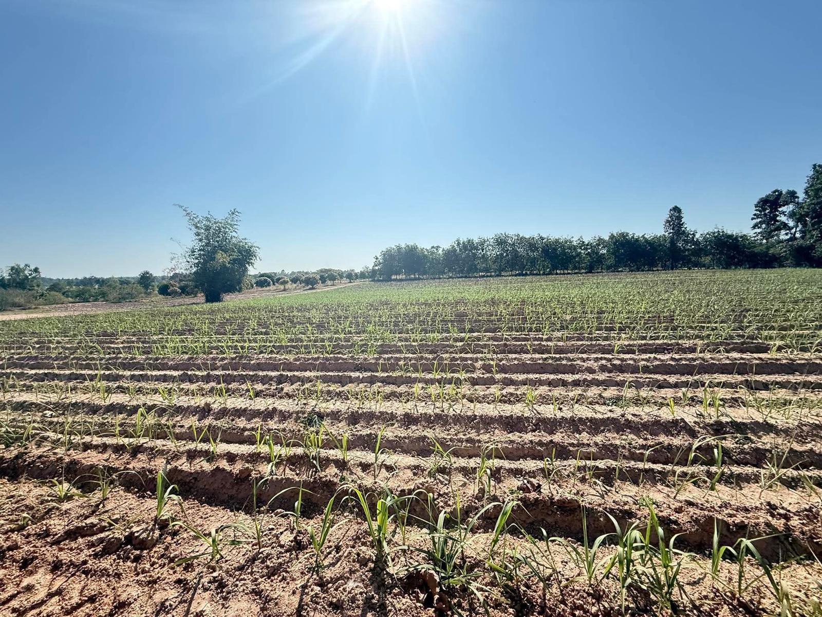 Newly planted rows of young crops stretching across the Magic Land field under a bright clear sky