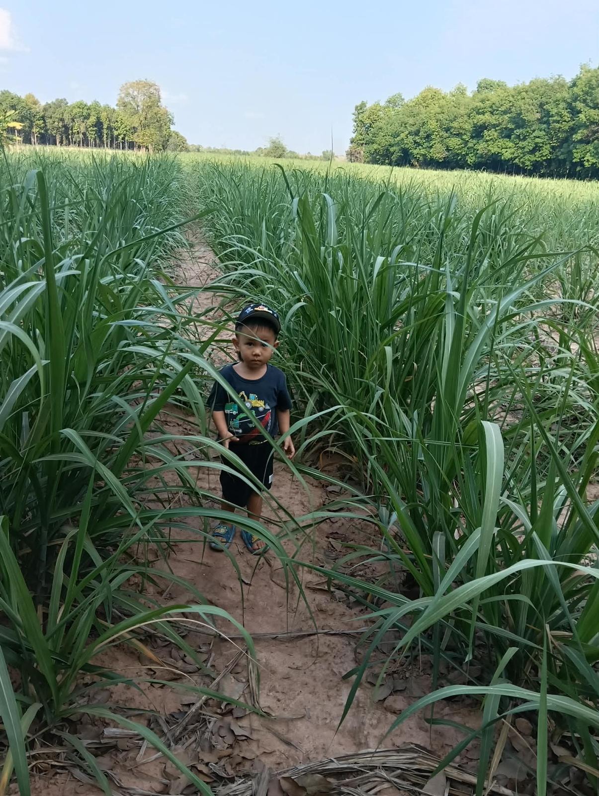 A young child standing in a path between tall green sugarcane crops on the Magic Land, surrounded by lush growth