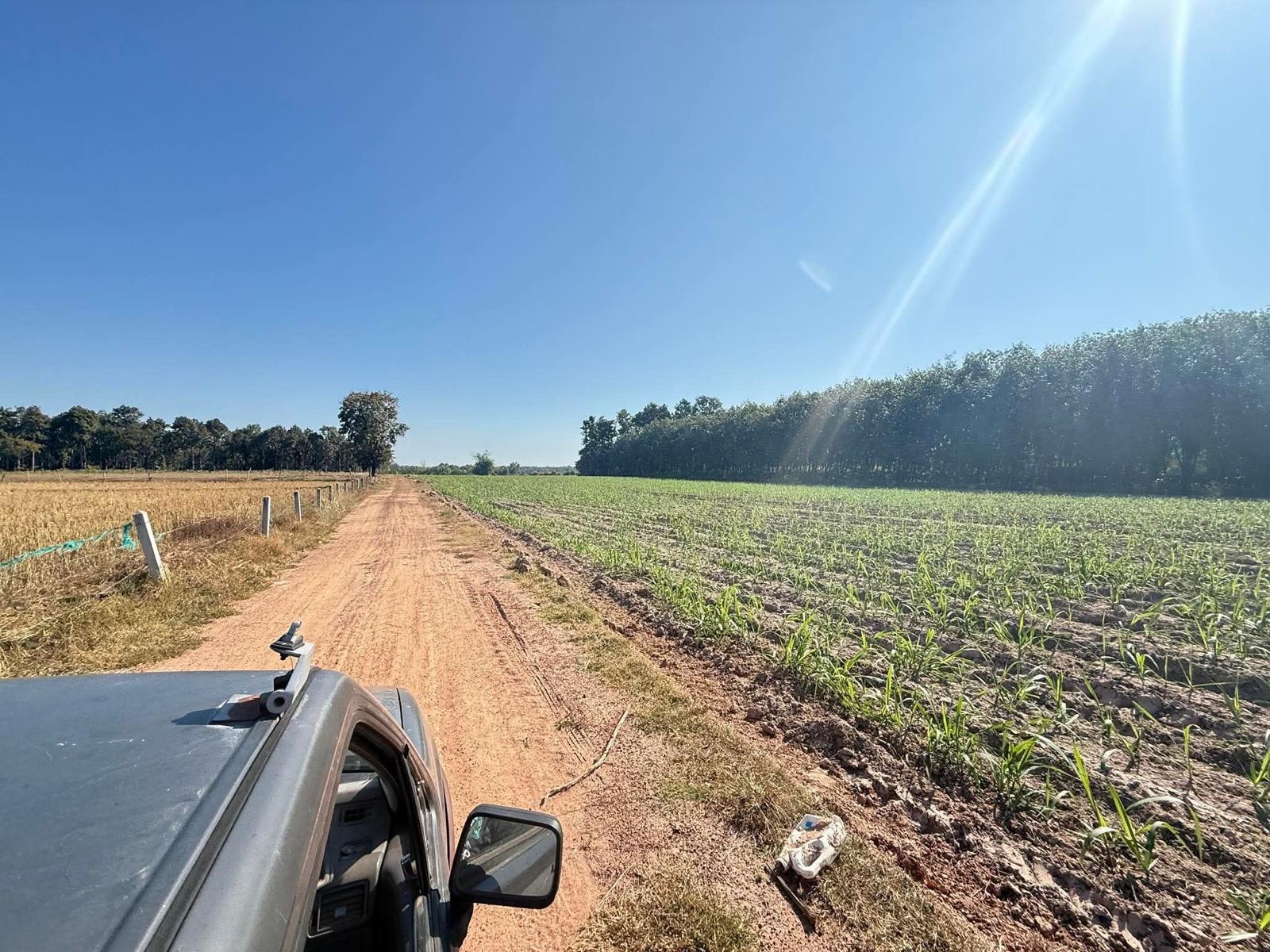 A developing dirt road running alongside the newly planted Magic Land field, with trees and open sky in the background